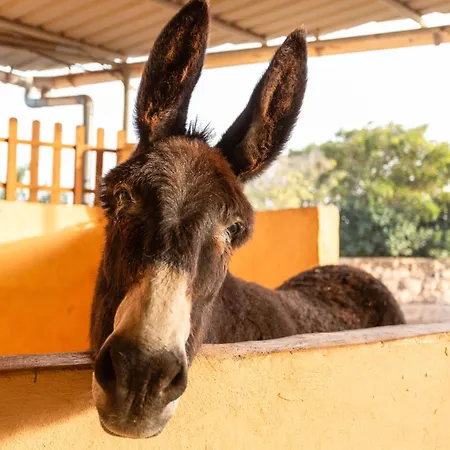 بيت للعطل Casa Toscas إيخينيو