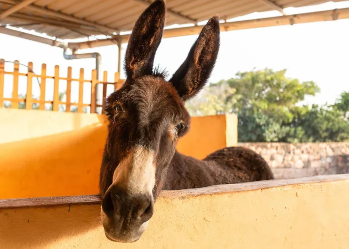 Holiday home Casa Toscas Ingenio